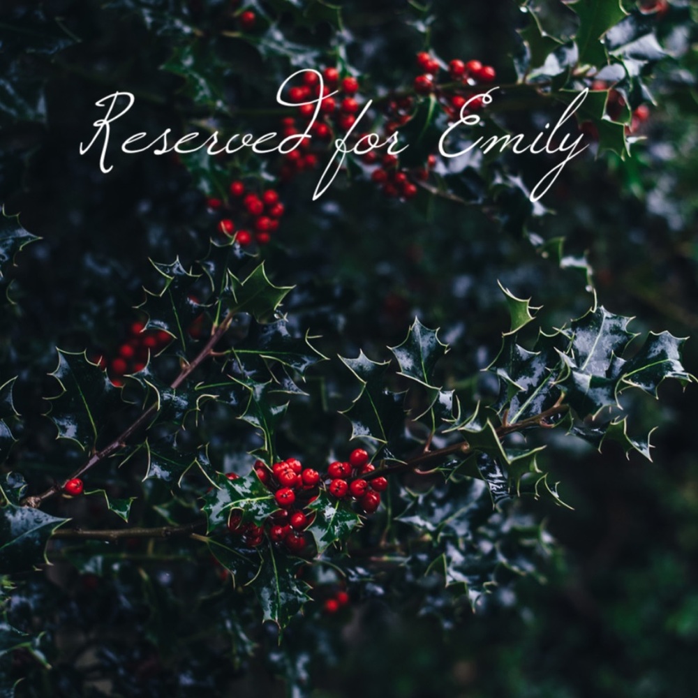 Festive Holly Plant with Red Berries